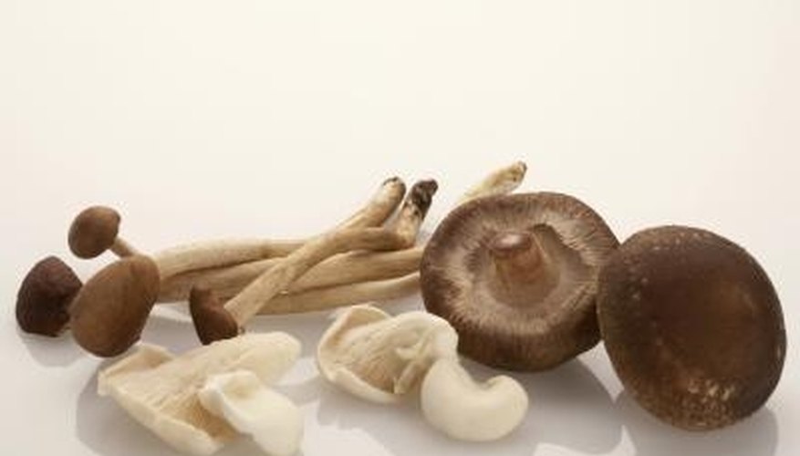 Starting a mushroom business with no cash can be done using household items and Mother Nature.