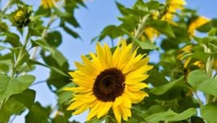 Photo Credit: Jupiterimages/Photos.com/Getty Images Green plants make the sun's energy available to organisms higher on the food web.