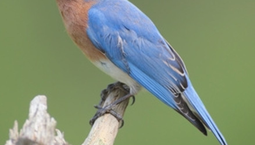 Photo Credit: Male Eastern Bluebird (Sialia sialis) on a stump image by Steve Byland from <a href='http://www.fotolia.com'>Fotolia.com</a> Mealworms can entice bluebirds to your backyard habitat.