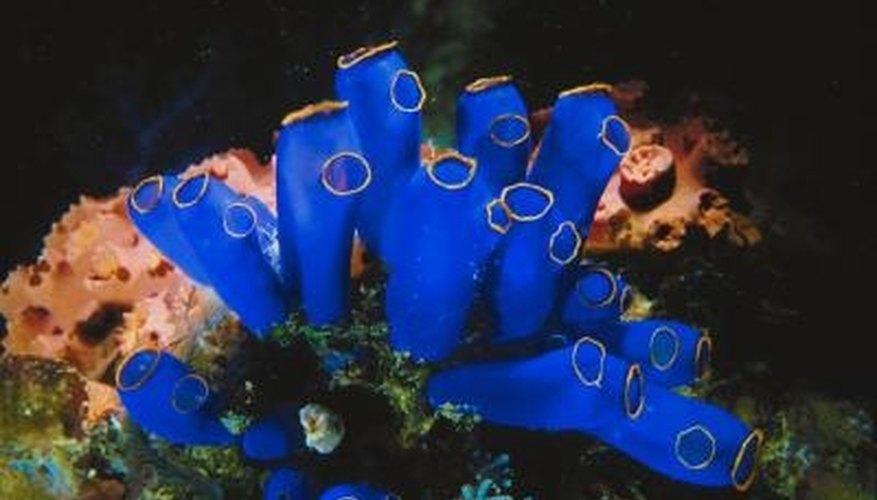Photo Credit: Jupiterimages/Photos.com/Getty Images Many sea sponges are cylinder-shaped and bright in color.