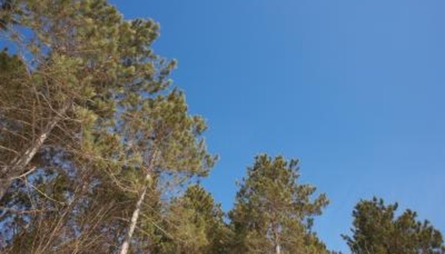 Photo Credit: Jupiterimages/Photos.com/Getty Images Pines trees require a full sun site in which to grow.