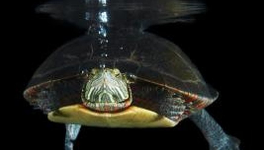 Photo Credit: Jupiterimages/Photos.com/Getty Images A science project about turtles can include information about a turtle's underwater behavior.