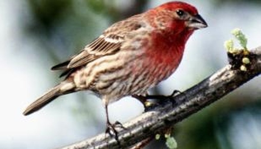 Photo Credit: Jupiterimages/Photos.com/Getty Images Attract friendly, wild finches to your yard with a finch-specific feeder.
