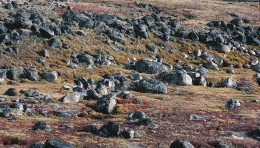 Photo Credit: Hemera Technologies/AbleStock.com/Getty Images There are no trees in the tundra.