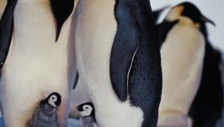 Photo Credit: Jupiterimages/Photos.com/Getty Images Penguins recognize their own chicks' calls.