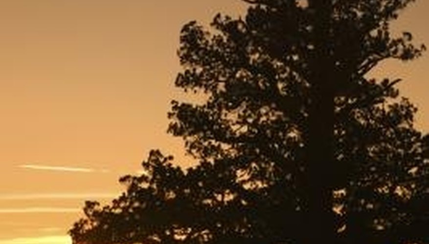 Photo Credit: Thinkstock/Comstock/Getty Images Light reactions play a big role in photosynthesis.