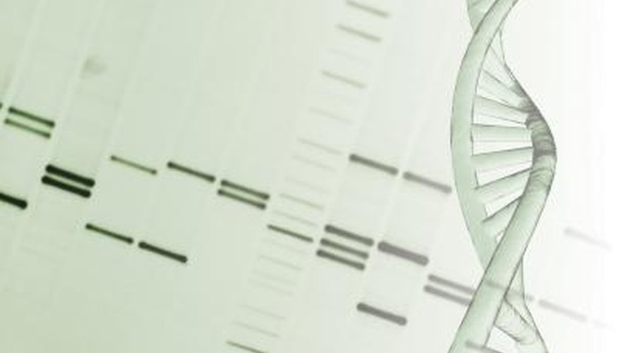 Photo Credit: Comstock/Comstock/Getty Images DNA sequences make up our predisposed characteristics.