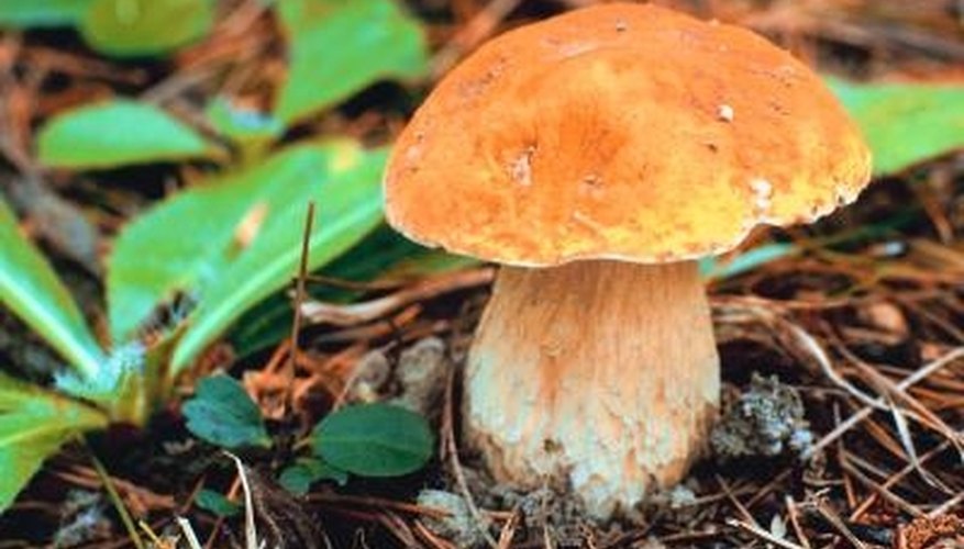 Photo Credit: Jupiterimages/Photos.com/Getty Images Identifying edible mushrooms can be tricky!