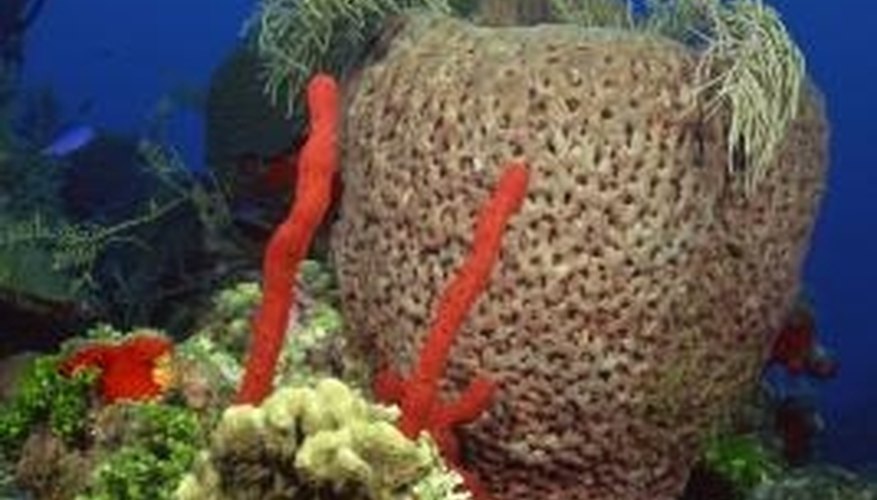 Photo Credit: Comstock/Comstock/Getty Images Coral reefs teem with life.