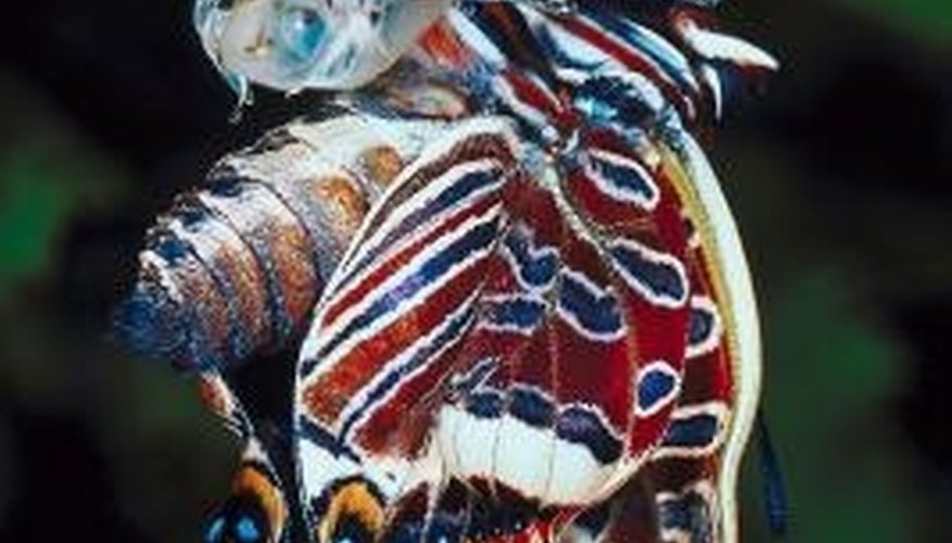 Photo Credit: Jupiterimages/Photos.com/Getty Images What Breeds of Butterflies Are There?