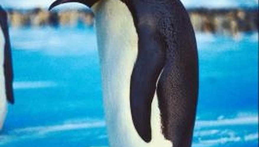 Photo Credit: Jupiterimages/Photos.com/Getty Images Emperor penguins must have adequate food supplies for survival.