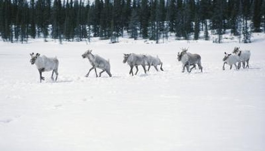 Photo Credit: Hemera Technologies/Photos.com/Getty Images Caribou are one of the few animals that live in the arctic tundra.