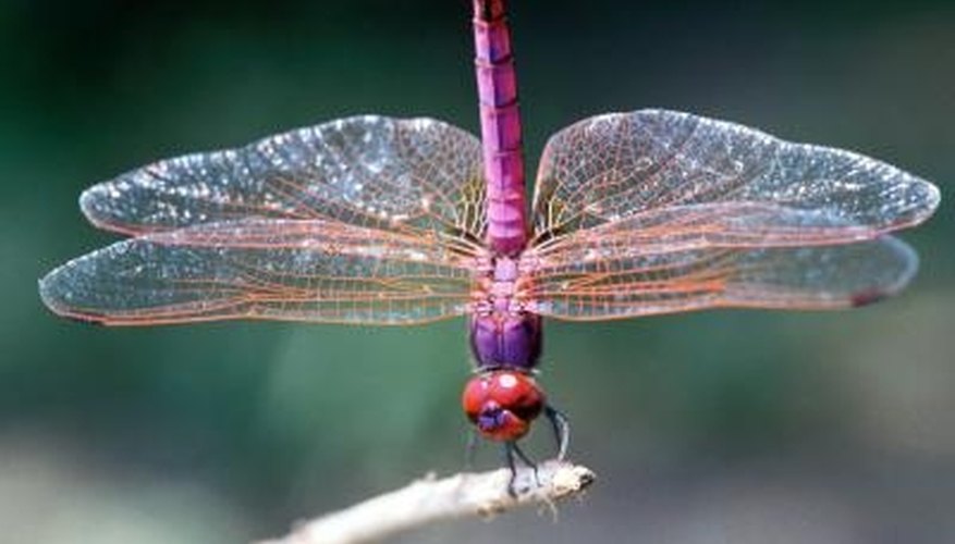 Photo Credit: Ablestock.com/AbleStock.com/Getty Images Dragonflies are not harmful to plants.