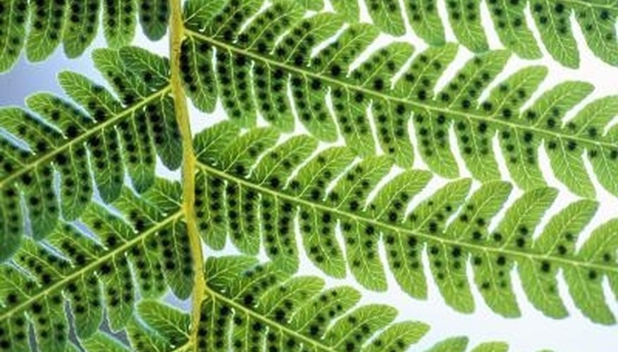 Photo Credit: Goodshoot/Goodshoot/Getty Images Ferns reproduce through a haploid-diploid life cycle.