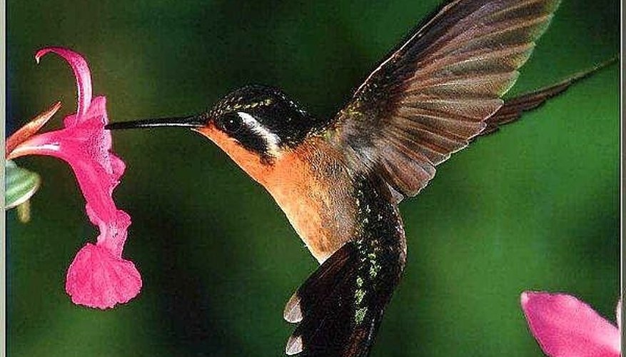Make your own nectar to feed birds