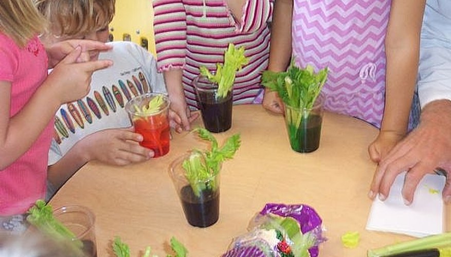 Do a Celery Science Experiment