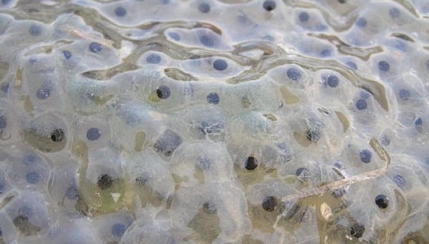 Photo Credit: Andrei Ghergar A frog egg mass