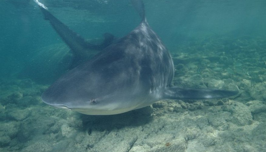 Photo Credit: Public Domain by Albert Kok Bull Shark