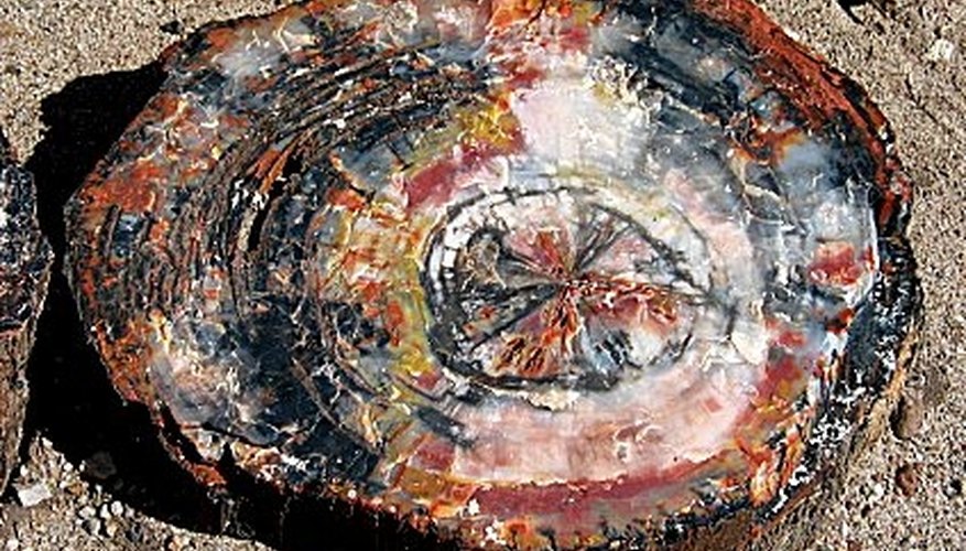 Petrified wood