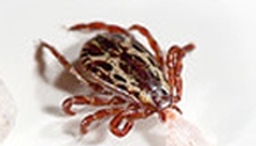 How to Repel Ticks on Humans
