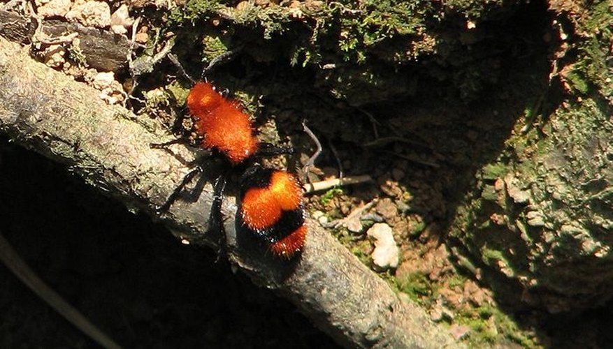 Photo Credit: Wikipedia Commons / Public Domain via Federal Government The Cow Killer Ant