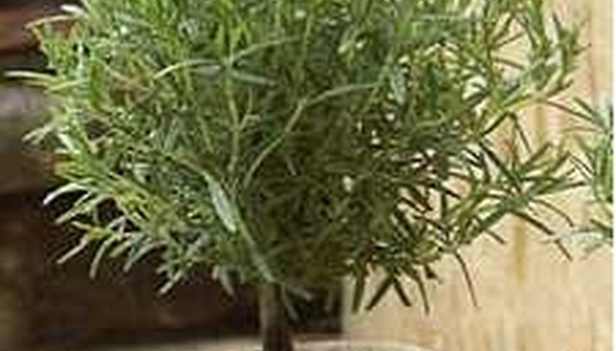 Photo Credit: http://papagenos.com/picts/2006%20Images/RosemaryTopes/RosemaryTopeSngl.jpg Make a Rosemary Topiary