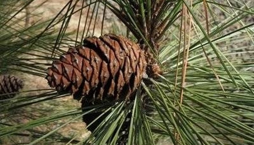 Photo Credit: http://tree-species.blogspot.com/2008/04/ponderosa-pine-tree-pinus-ponderosa.html How Do Coniferous Plants Reproduce?