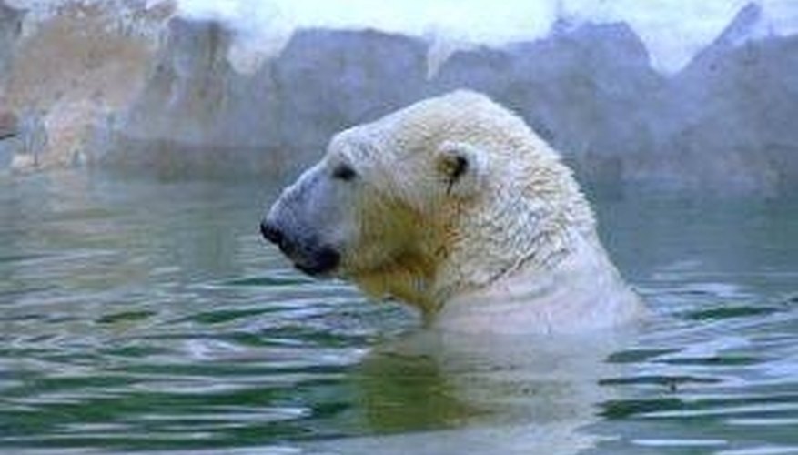 How Do Polar Bears Camouflage? | Sciencing