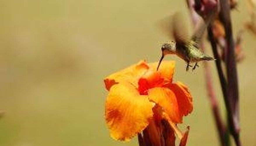 Photo Credit: ldowning, sxc.hu How Do Hummingbirds Help Pollination?