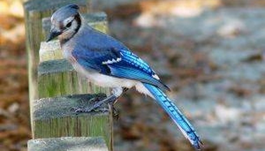 Photo Credit: kkiser How Do Blue Jays Mate?