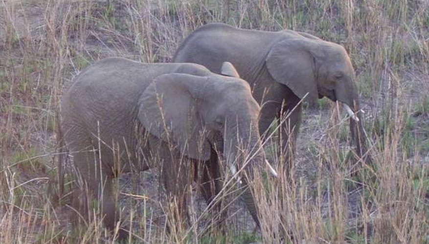 Photo Credit: Credit: Jennifer.W.Blonk - Copyright: morguefile.com/cimeries How Do Elephants Behave?