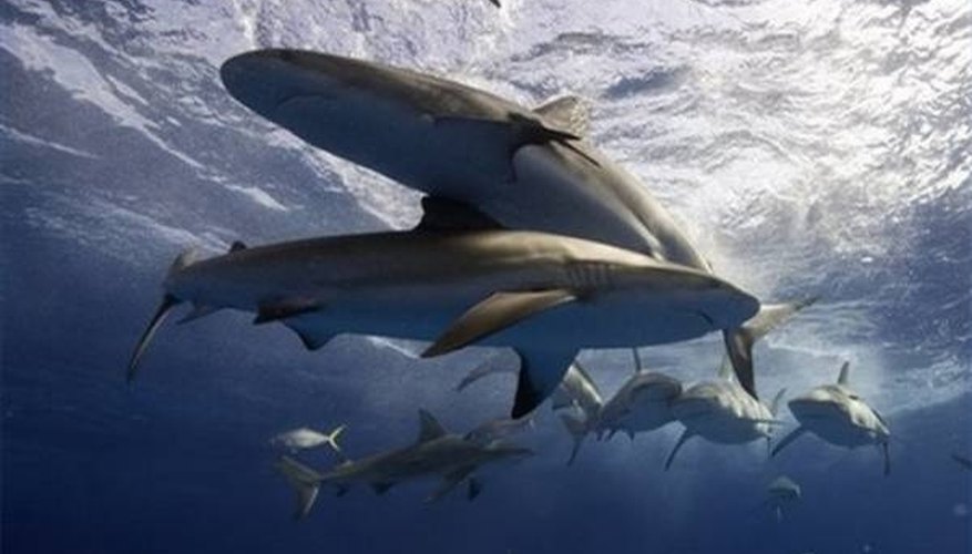 Photo Credit: cache.daylife.com How Do Sharks Attract Mates?