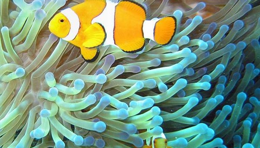 The clownfish, one of many oviparous fish.