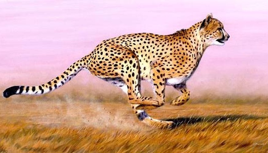 How Fast Does a Cheetah Run Sciencing