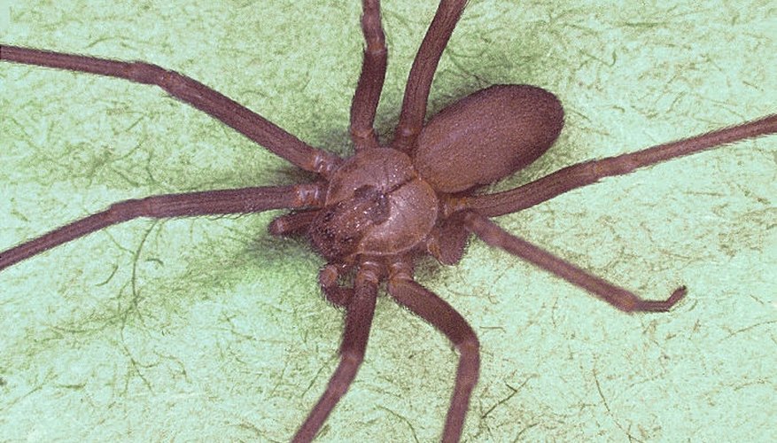 Photo Credit: Wikipedia Commons Public Domain Identify the Brown Recluse Spider