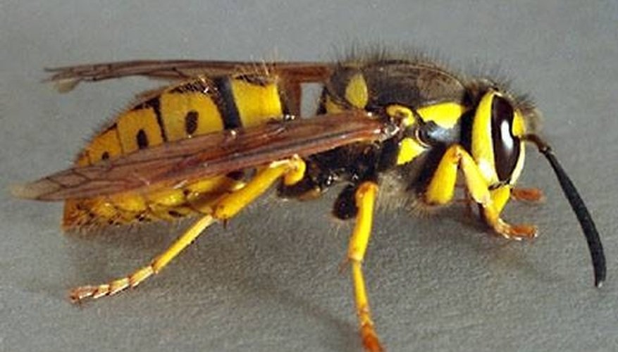 Photo Credit: www.ent.orst.edu The Difference Between Wasps and Bees
