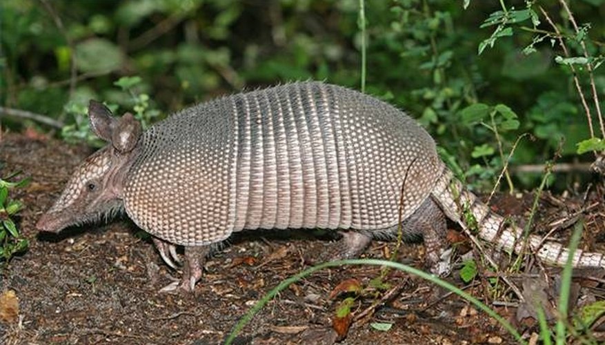 Photo Credit: Image: Tom Friedel, license: http://creativecommons.org/licenses/by/3.0/ Armadillo Eating Habits