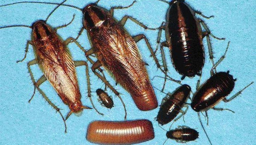 Photo Credit: www.borite.com What Do Cockroaches Look Like?