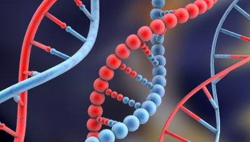 What is the Subunit of DNA Called?