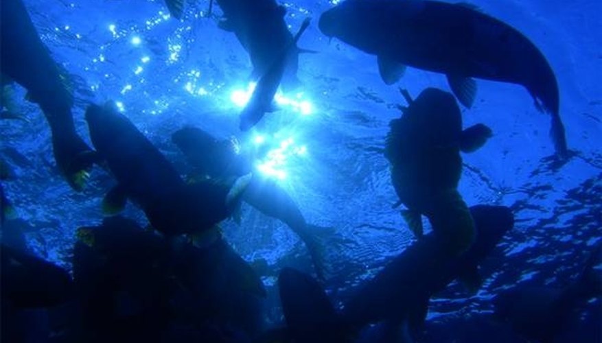 Fish in deeper water