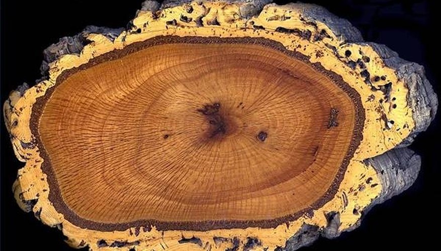 Which Wood Burns the Longest?