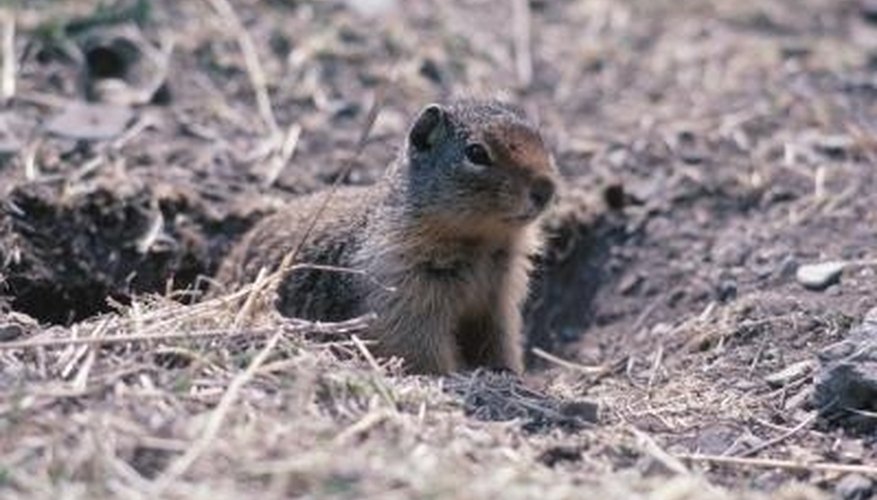 How to rid your yard of those pesky GOPHERS | Garden Guides