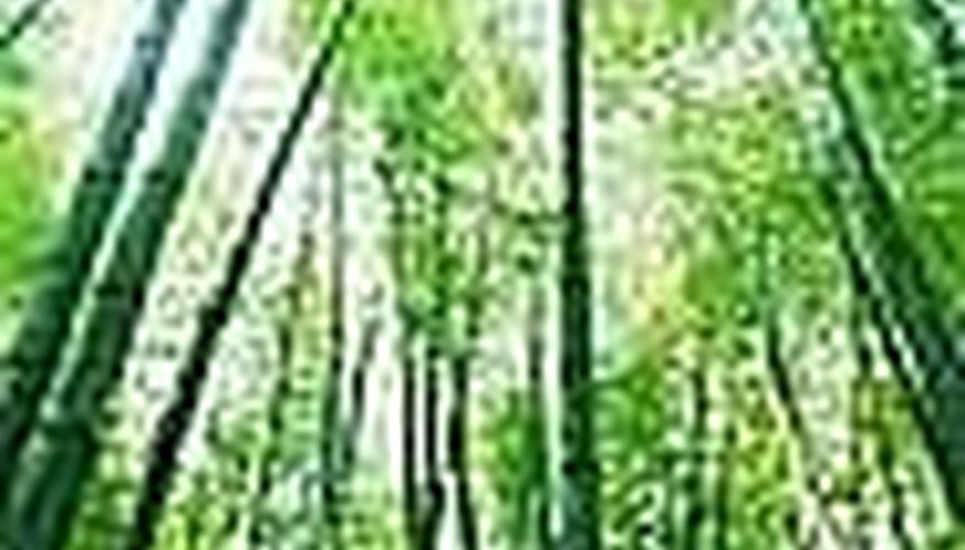 Bamboo Grows Rapidly Bamboo Grows Rapidly