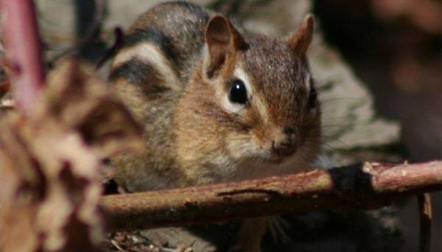 Photo Credit: seismic at morguefile.com About Chipmunks