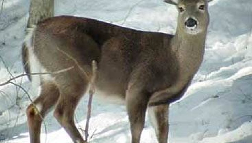 Whitetail Deer