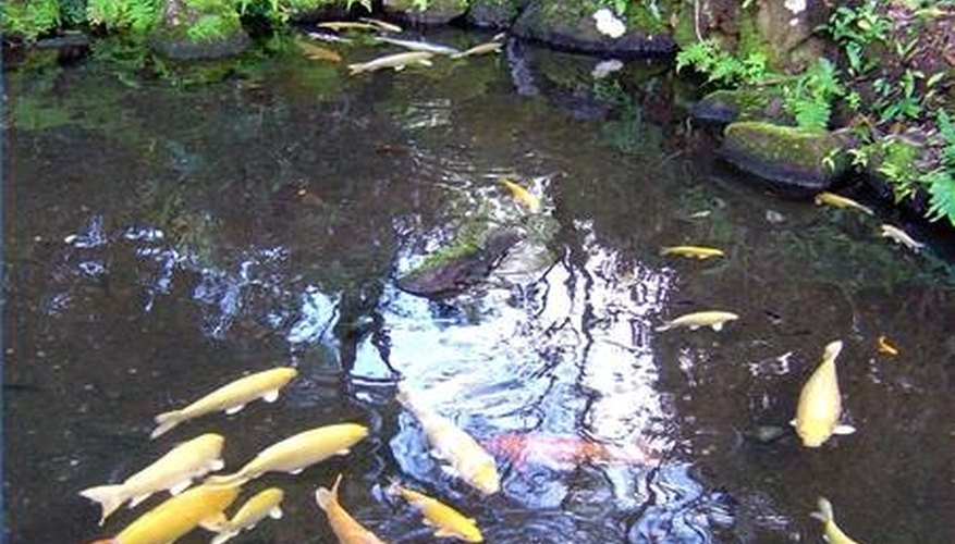 About Backyard Fish Ponds About Backyard Fish Ponds