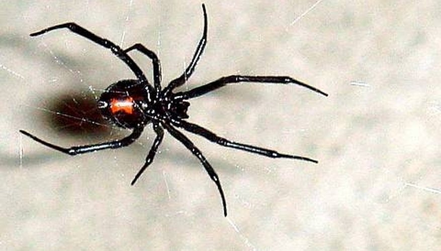 Photo Credit: Wikimedia Commons Types of Poisonous Spiders