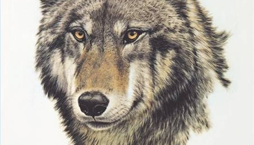How to Draw Wolf Heads Our Pastimes