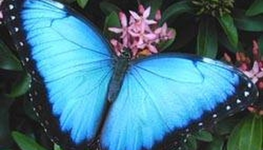 Find Coupons for the Butterfly House in St. Louis
