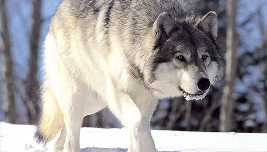 Photo Credit: Courtesy of Wikimedia Commons, GNU Free Documentation License How Does a Wolf Find Food?